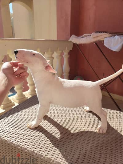 Miniature Bull Terrier