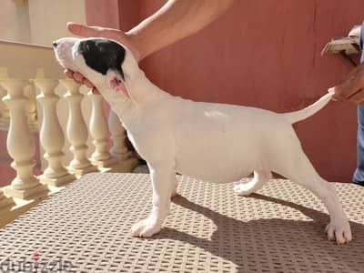 Miniature Bull Terrier LAST 2