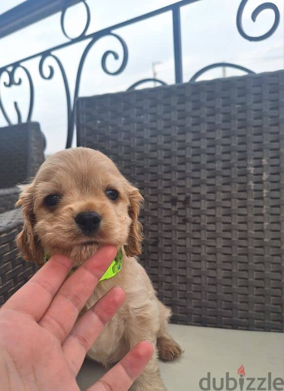 last cocker spaniel puppy اخر جرو كوكر متطعم ثماني 0