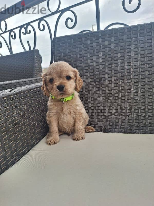 last cocker spaniel puppy اخر جرو كوكر متطعم ثماني 1