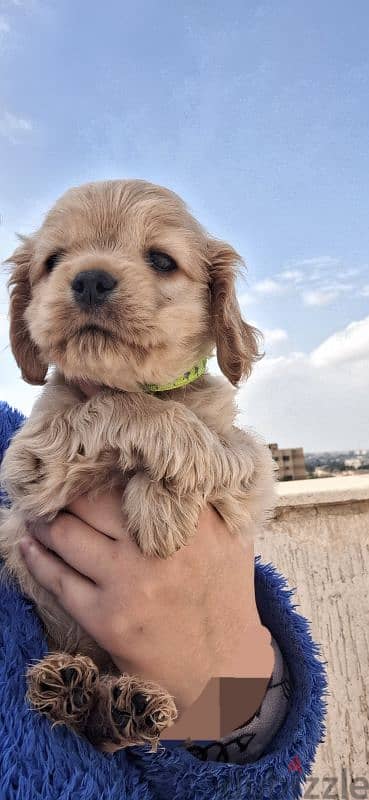 last cocker spaniel puppy اخر جرو كوكر متطعم ثماني 2