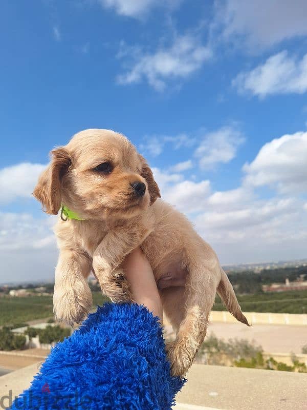 last cocker spaniel puppy اخر جرو كوكر متطعم ثماني 3