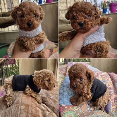 Premium quality toy poodle originally Ukrainian