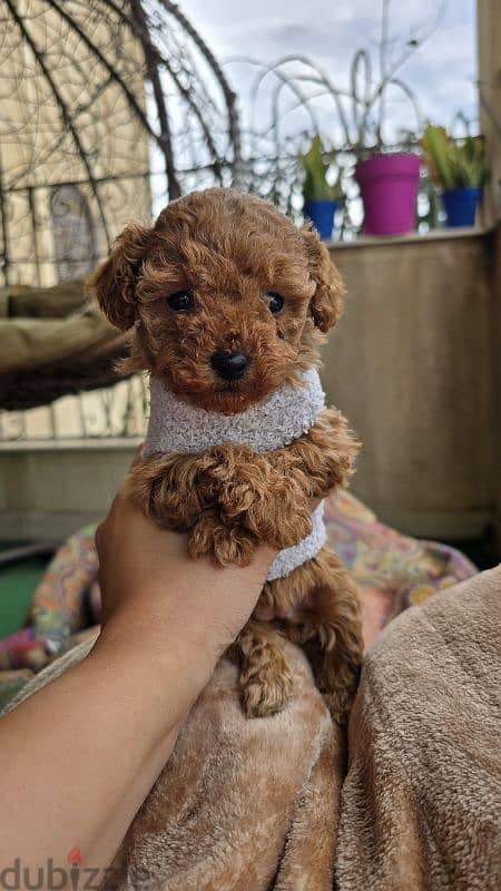 Premium quality toy poodle originally Ukrainian 1