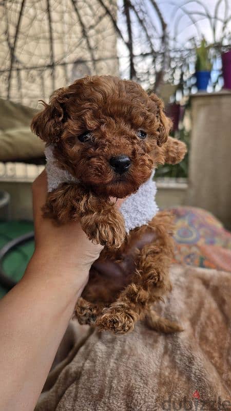 Premium quality toy poodle originally Ukrainian 2