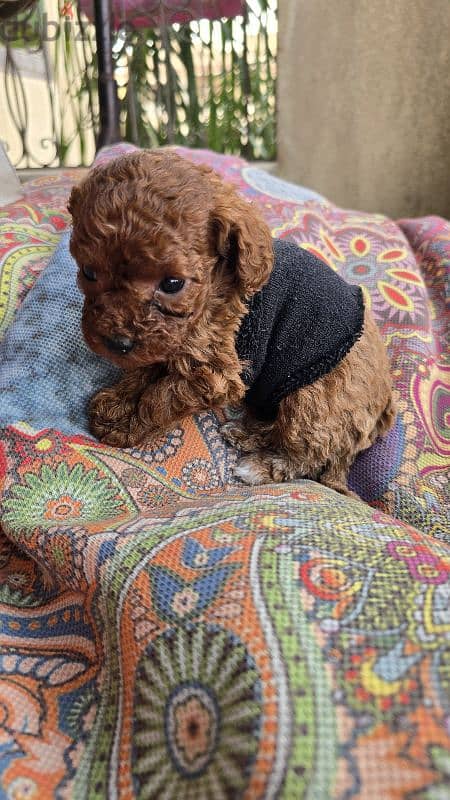 Premium quality toy poodle originally Ukrainian 4