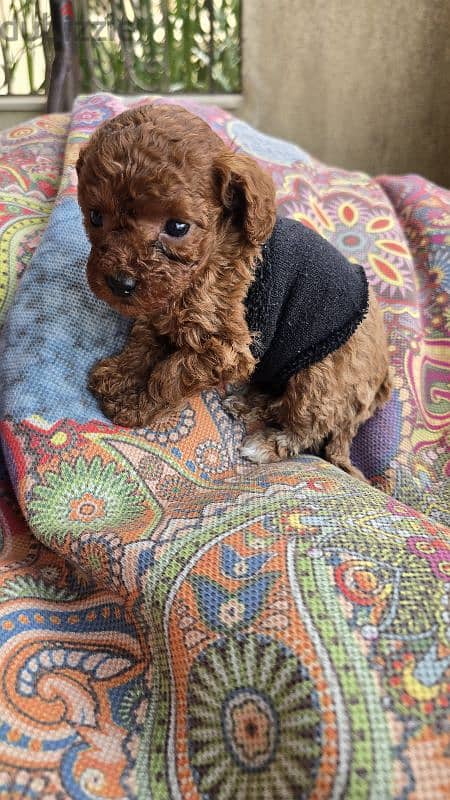 Premium quality toy poodle originally Ukrainian 5