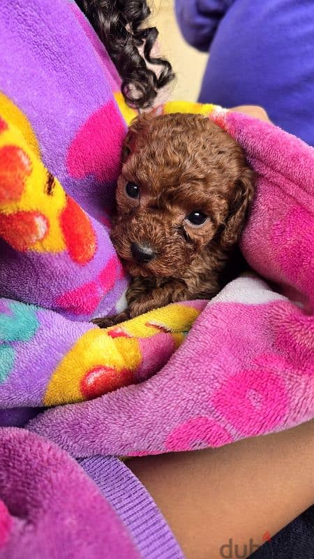 Premium quality toy poodle originally Ukrainian 6