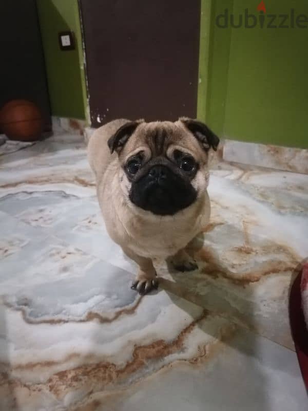 كلبه pug 1