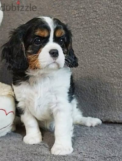 King Charles Spaniel Female Dog For Sale From Europe