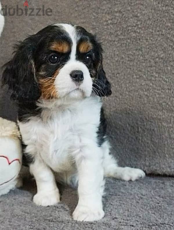 King Charles Spaniel Female Dog For Sale From Europe 0