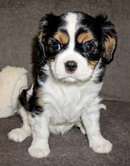 King Charles Spaniel Female Dog For Sale From Europe 1