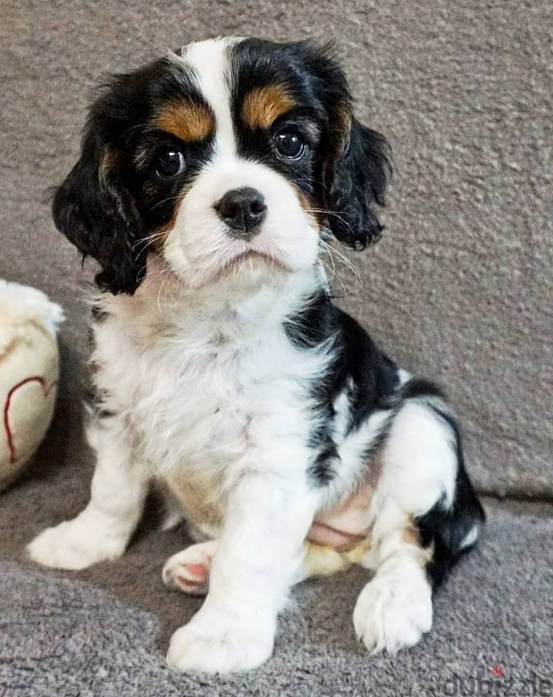 King Charles Spaniel Female Dog For Sale From Europe 2