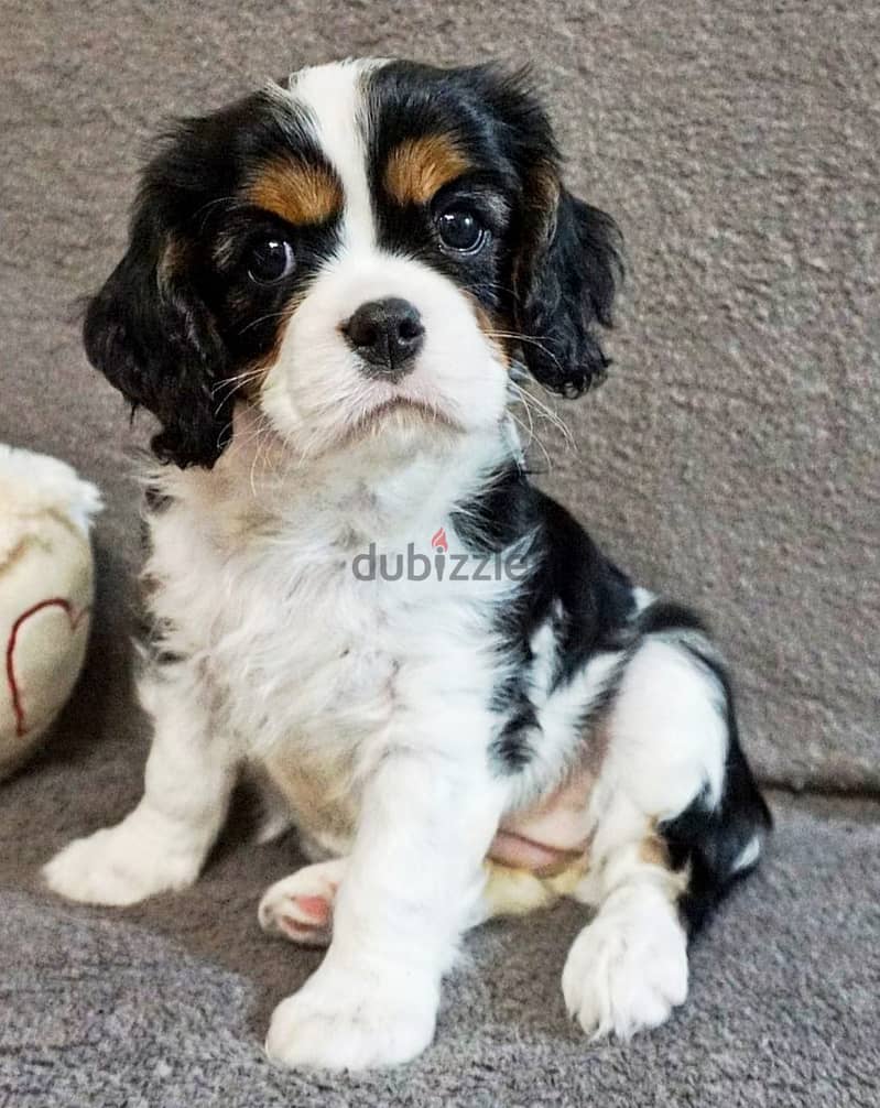 King Charles Spaniel Female Dog For Sale From Europe 3