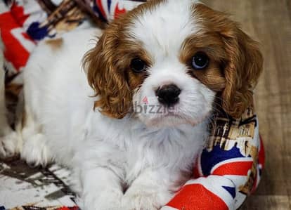 King Charles Spaniel Male With FCI  Pedigree