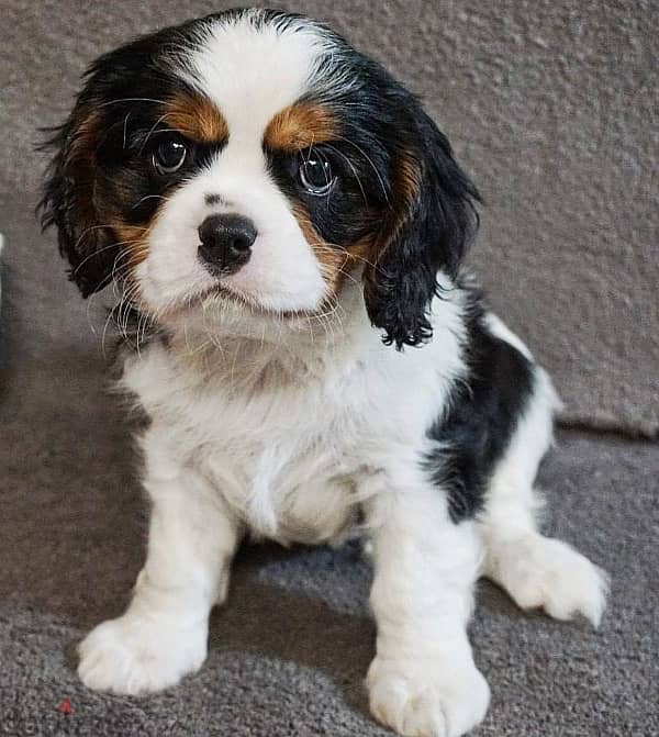 King Charles Spaniel Male With FCI  Pedigree 1