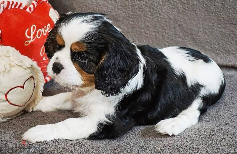 King Charles Spaniel Male With FCI  Pedigree 3