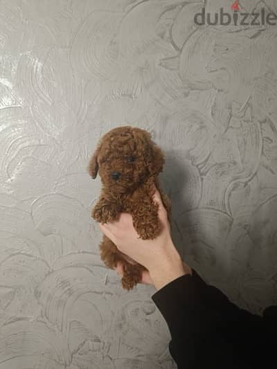 Toy Poodle Dog Red Brown For Sale From Europe