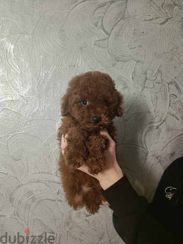 Toy Poodle Dog Red Brown For Sale From Europe 1