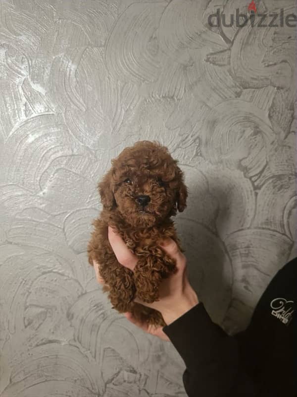 Toy Poodle Dog Red Brown For Sale From Europe 2