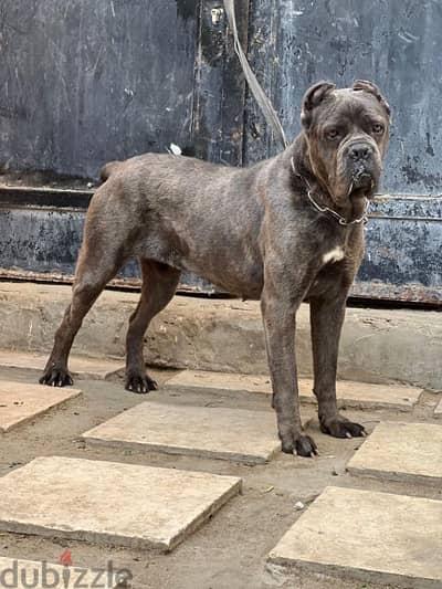 female cane corso pure