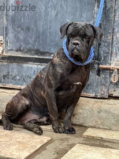 female cane corso pure