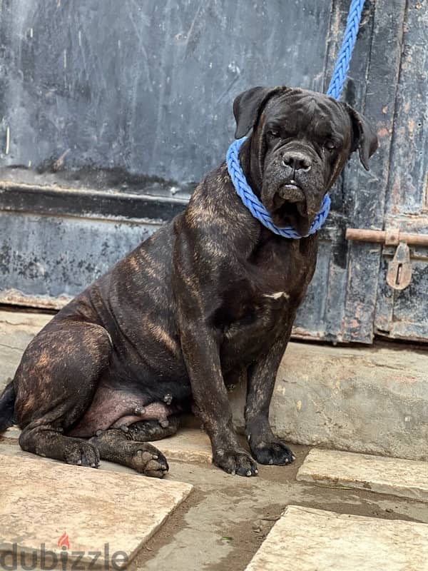 female cane corso pure 1