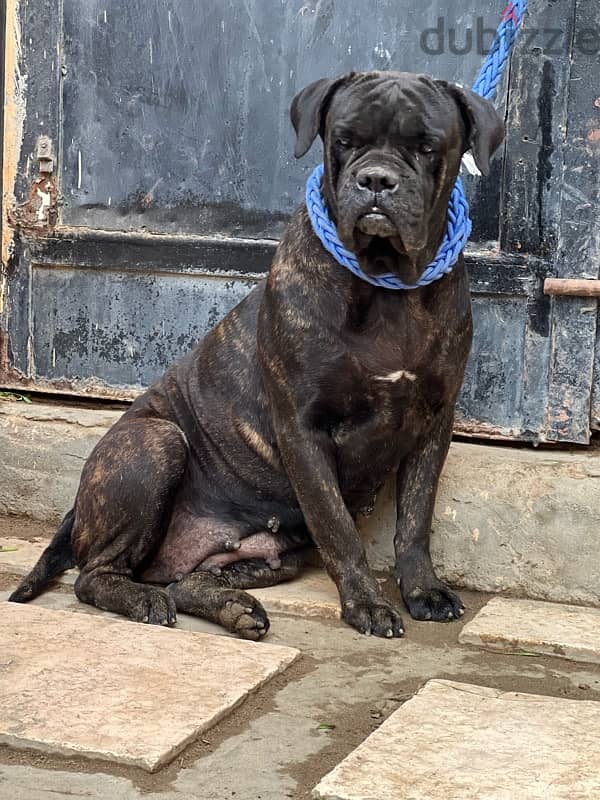 female cane corso pure 2