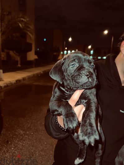 Cane corso puppies - كين كورسو