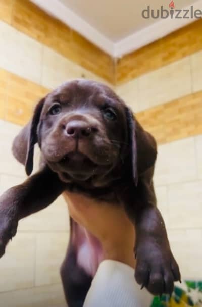 Labrador Retreiver puppies