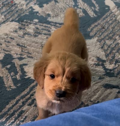 golden retriever puppy