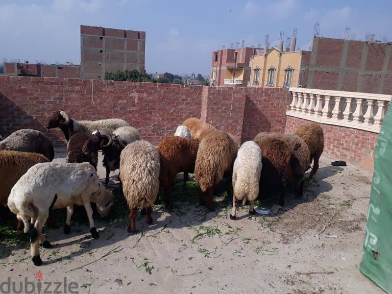 خرفان للعقيقة والنذر والفدا لحم وميزان حلال 2