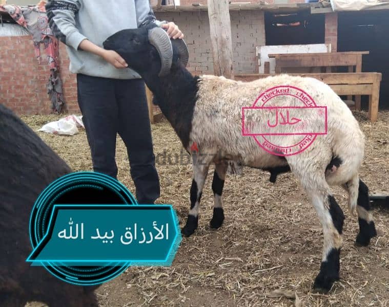 خرفان للعقيقة والنذر والفدا لحم وميزان حلال 5