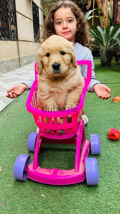 Golden Retriever puppies