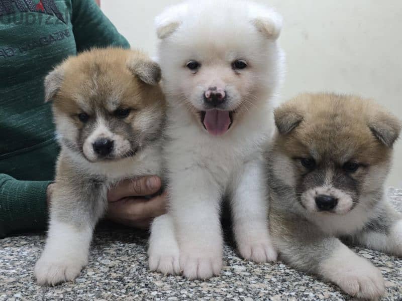 Akita puppies 3