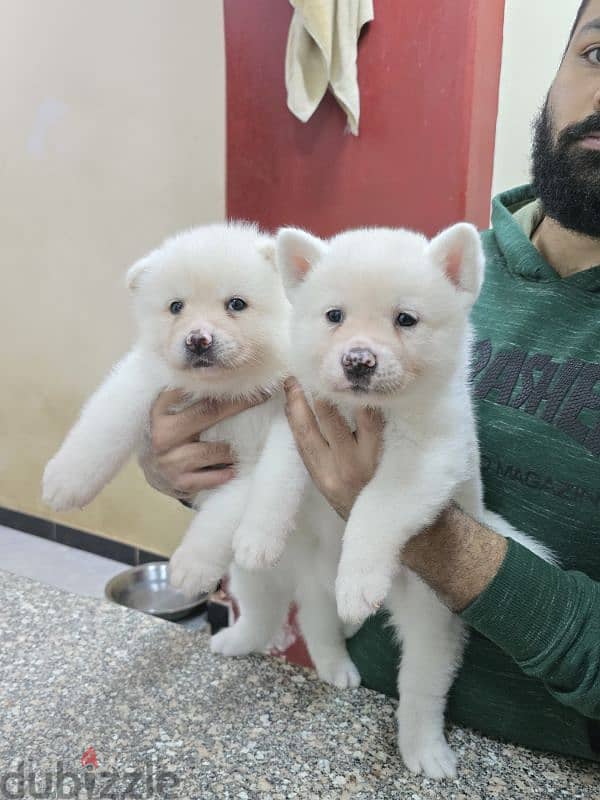 Akita puppies 4