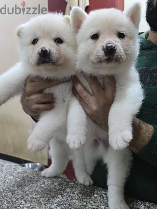 Akita puppies 5