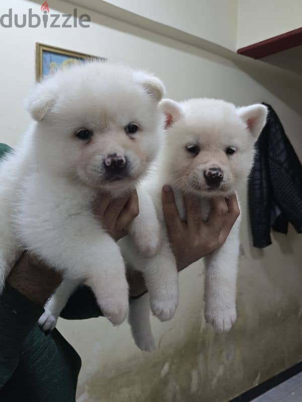 Akita puppies 6