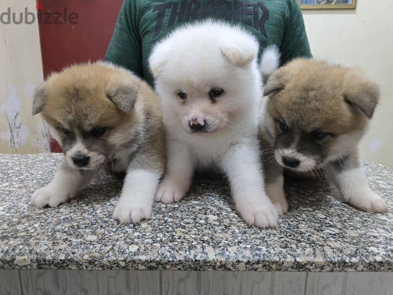 Akita puppies 7