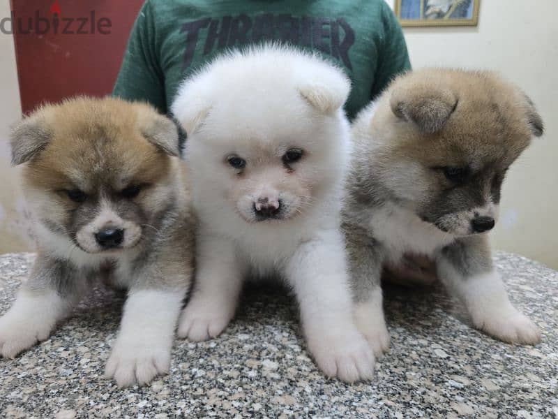 Akita puppies 8