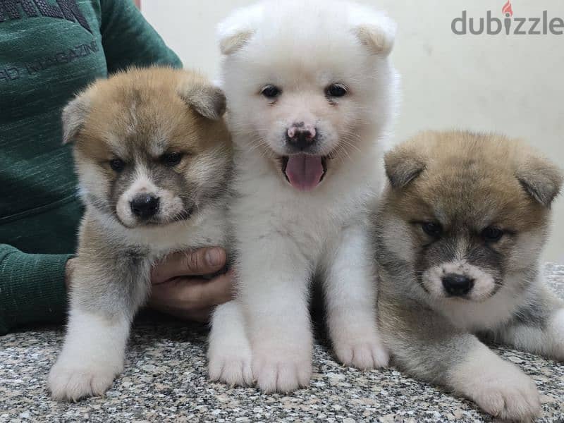 Akita puppies 9