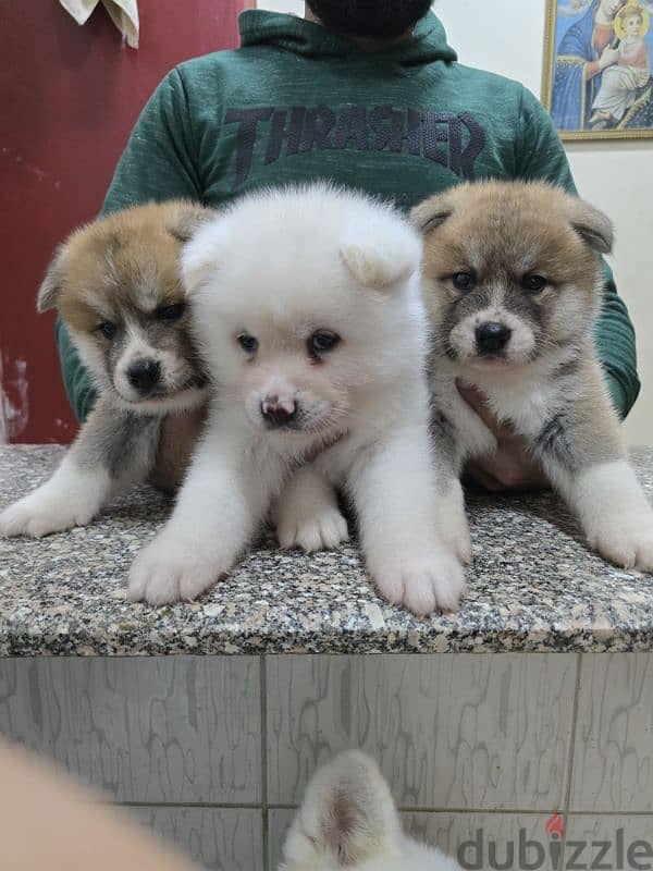 Akita puppies 10