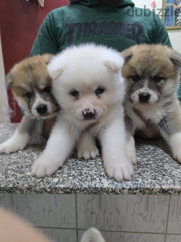 Akita puppies 11