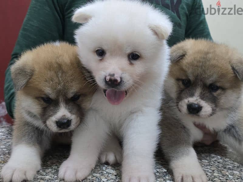 Akita puppies 13