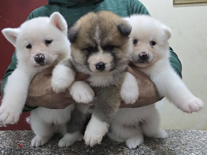 Akita puppies 14