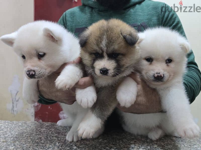 Akita puppies 15