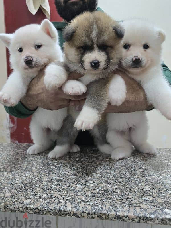 Akita puppies 16