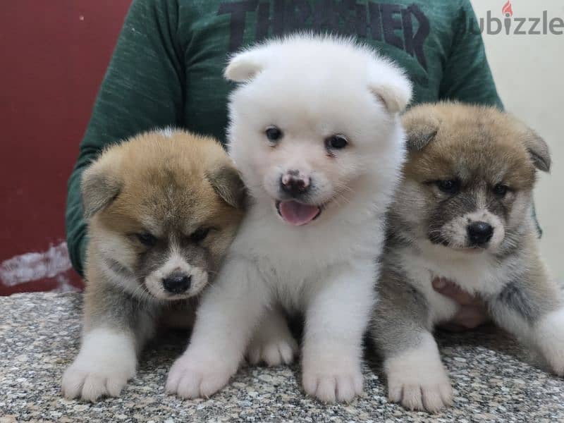 Akita puppies 17