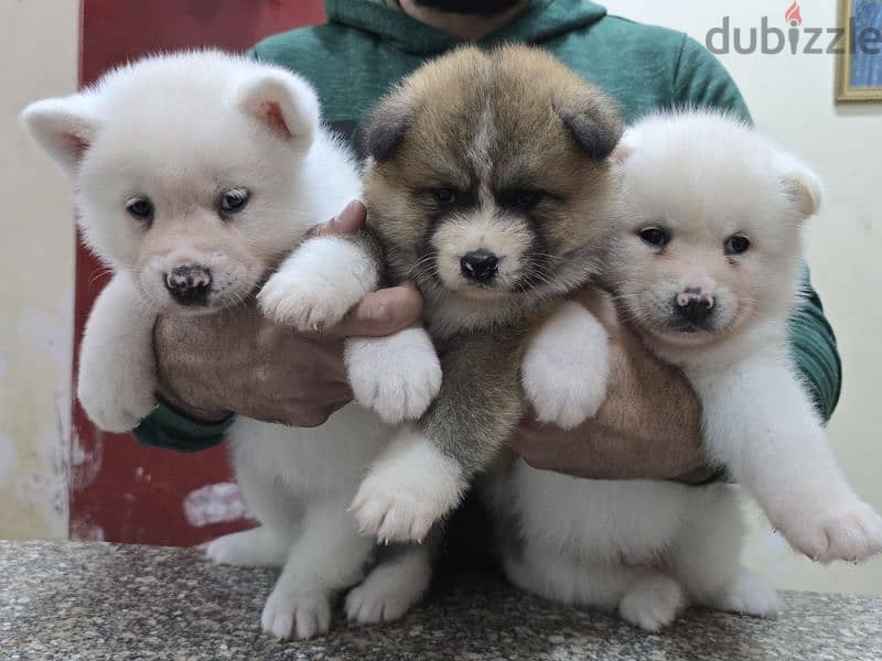 Akita puppies 18