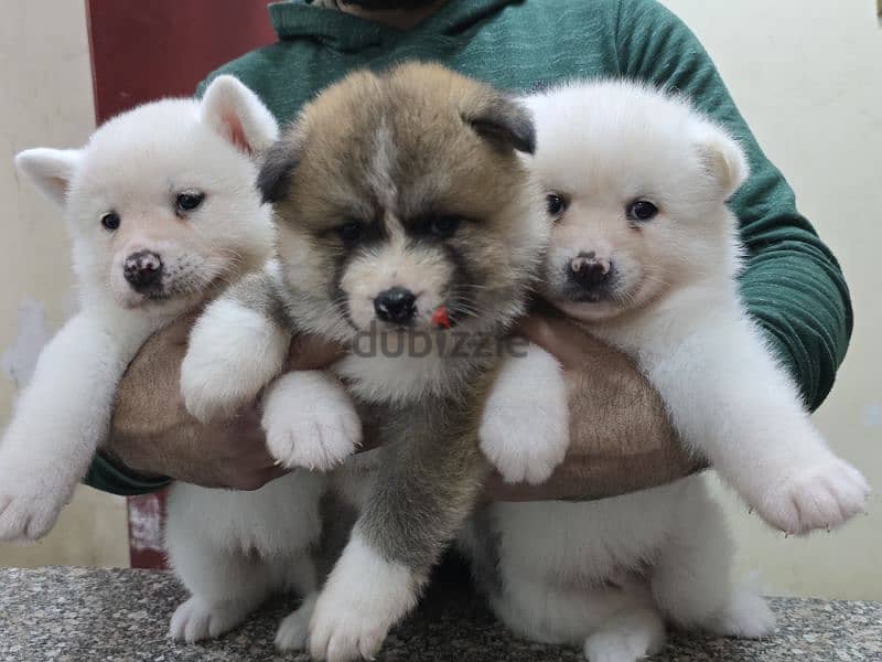 Akita puppies 19